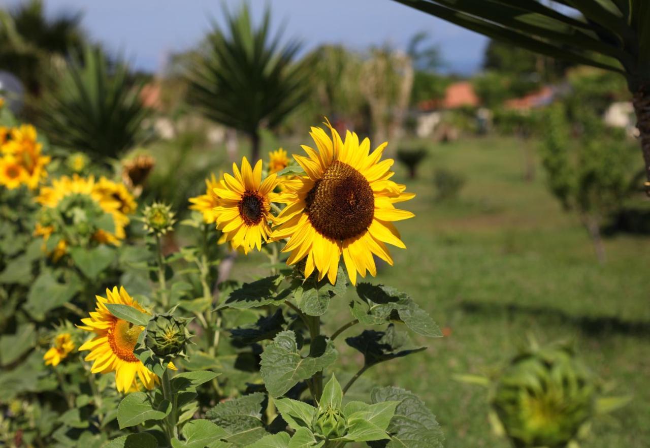 Agriturismo Ninea Ricadi Kültér fotó